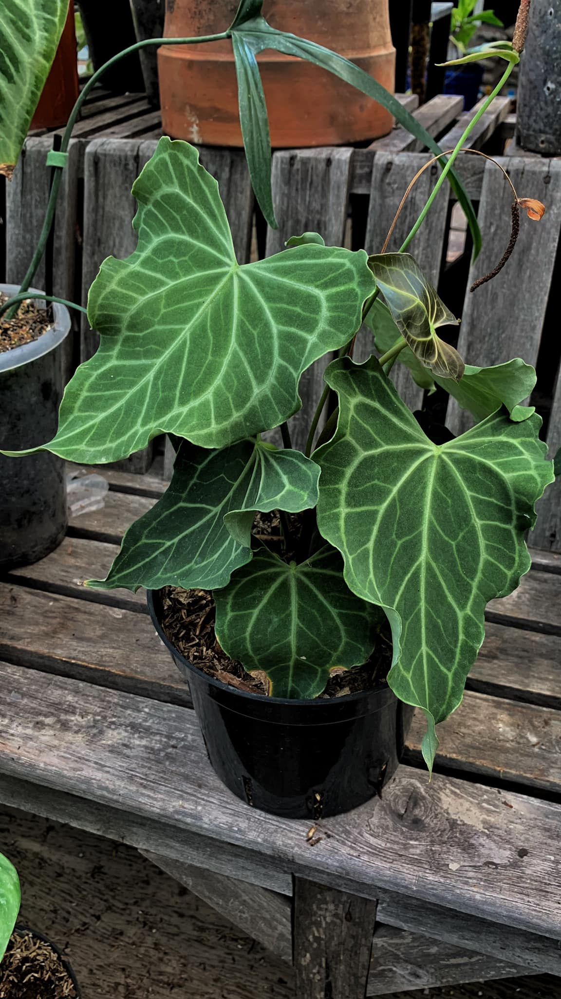 Anthurium king clarinervium x Queen