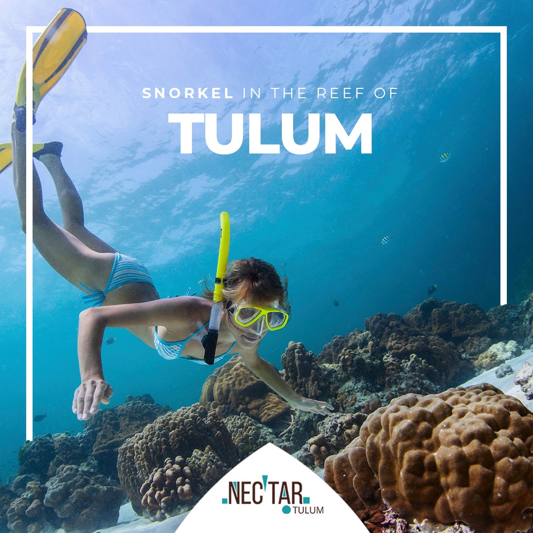 Nectar - The coral reef area is one of the richest in...