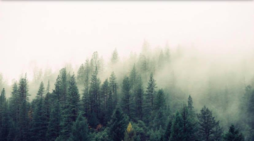 Upstate Tree Care LLC | Greenville SC