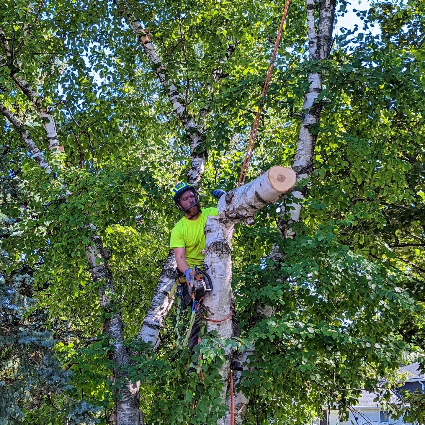 BigLeaf Tree Service | Toronto ON