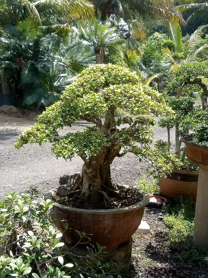 Sri Bonsai Perlis