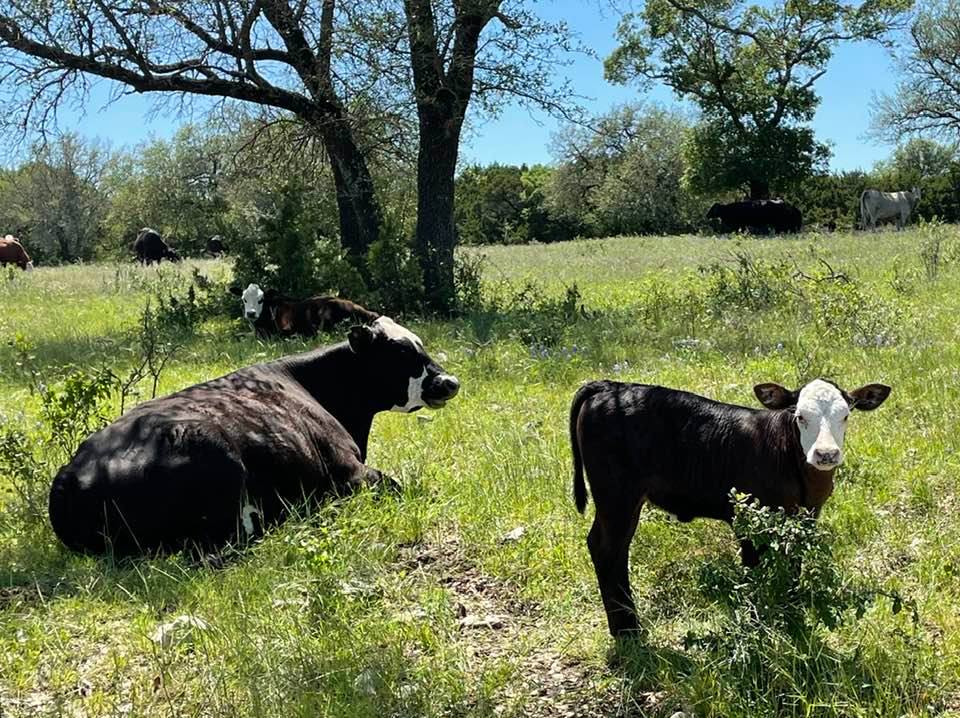 3P Family Ranch | Walnut Springs TX