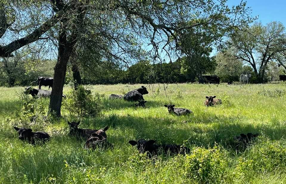 3P Family Ranch | Walnut Springs TX