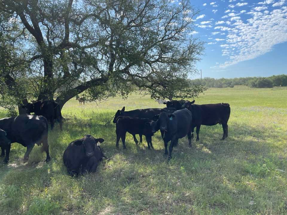 3P Family Ranch | Walnut Springs TX