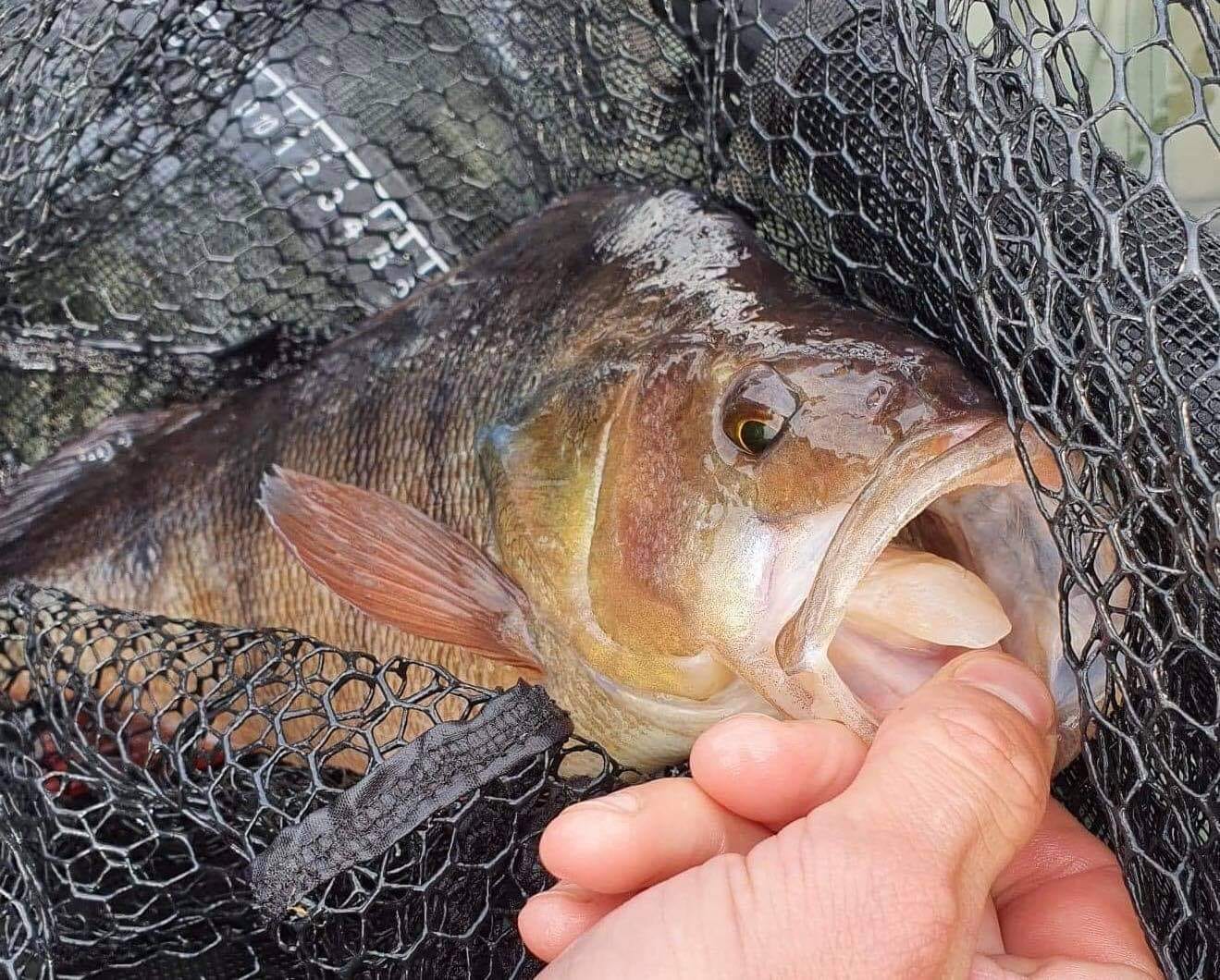Angling Active - Happy world photography day 📸 Show us...