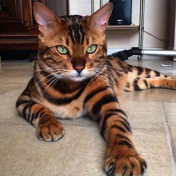 The cat font. It is beautiful.