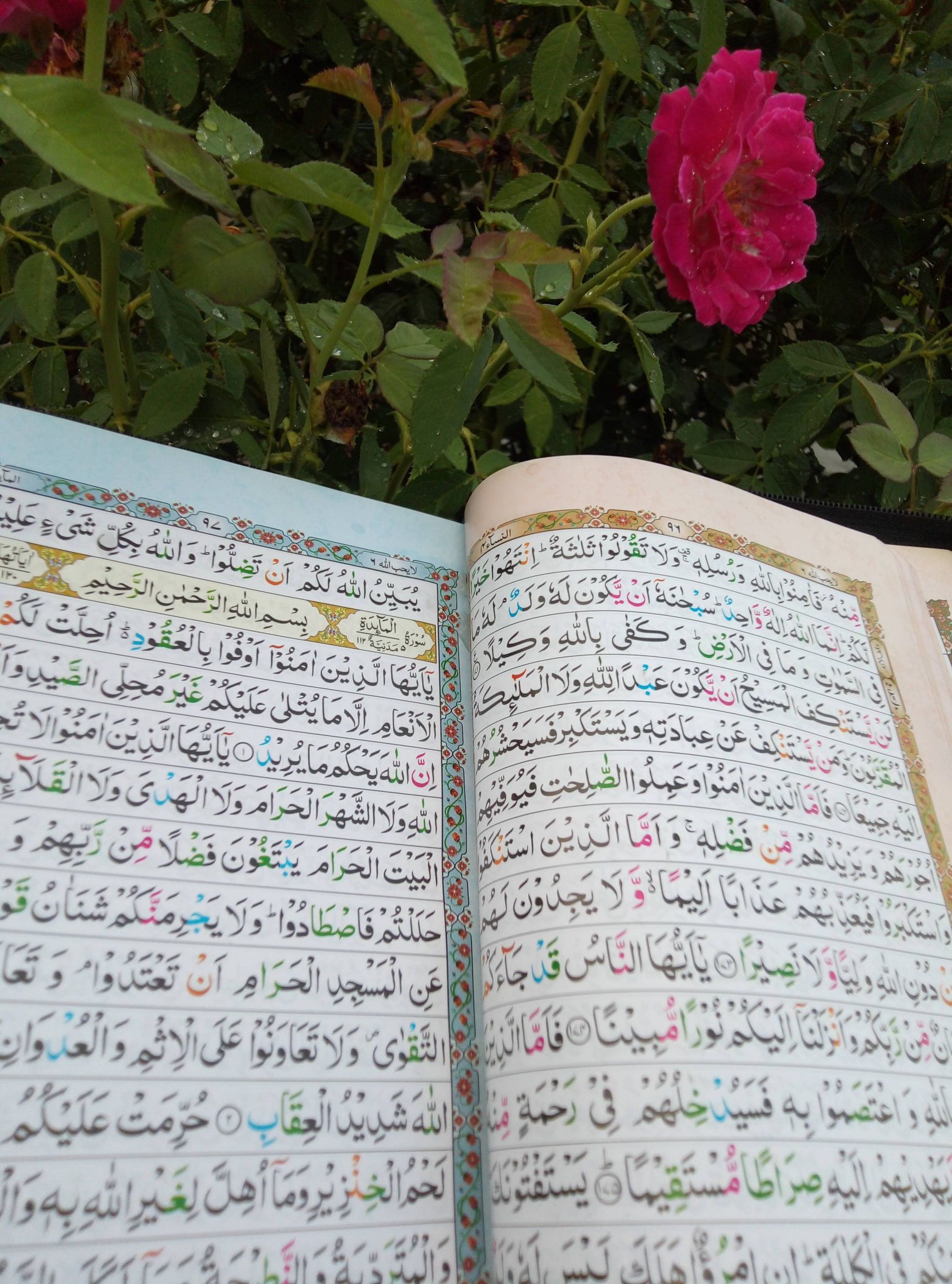 Rabia Amjad