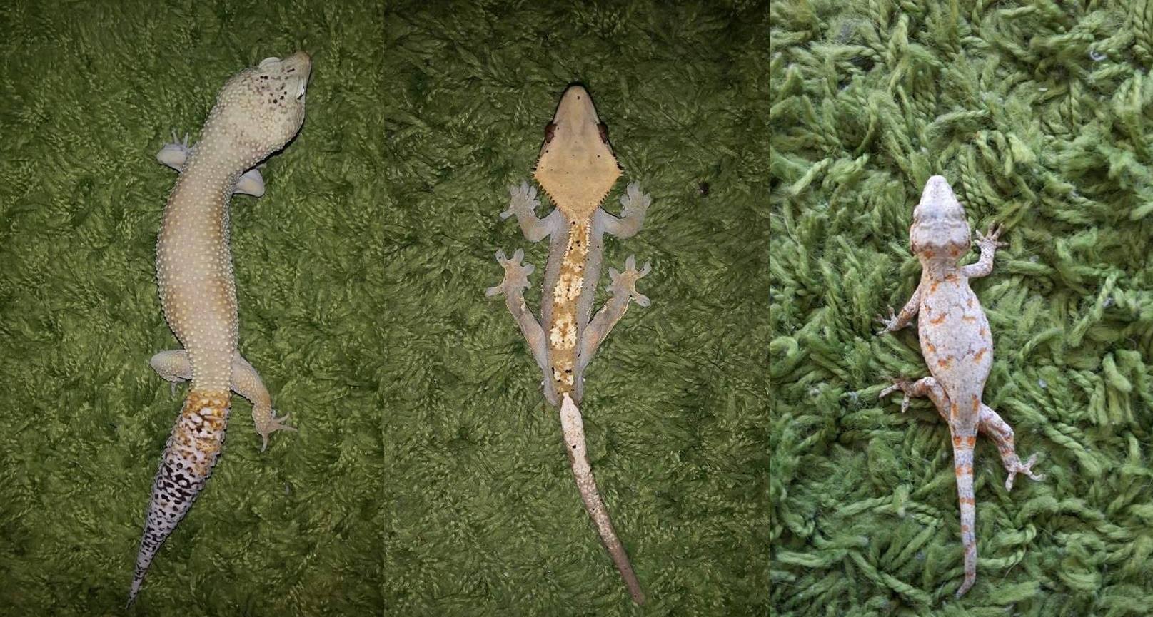The Gecko Lab | Plovdiv
