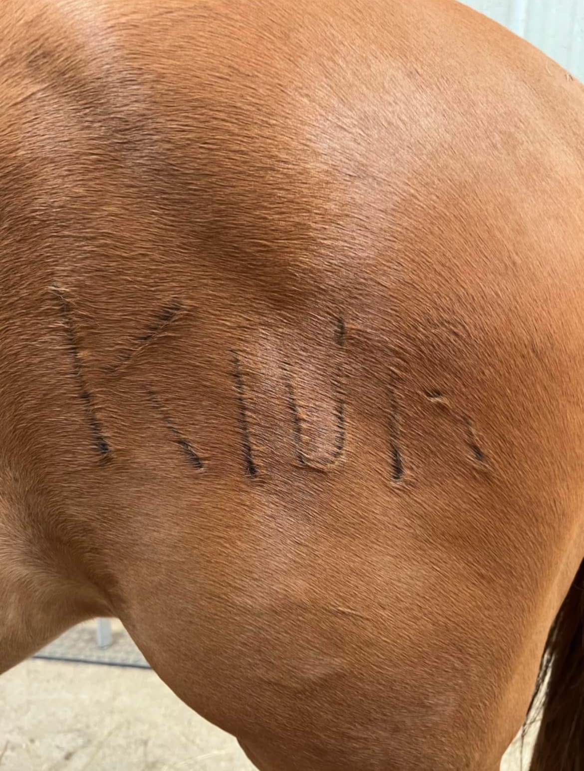 Any information on the QH gelding's brand?