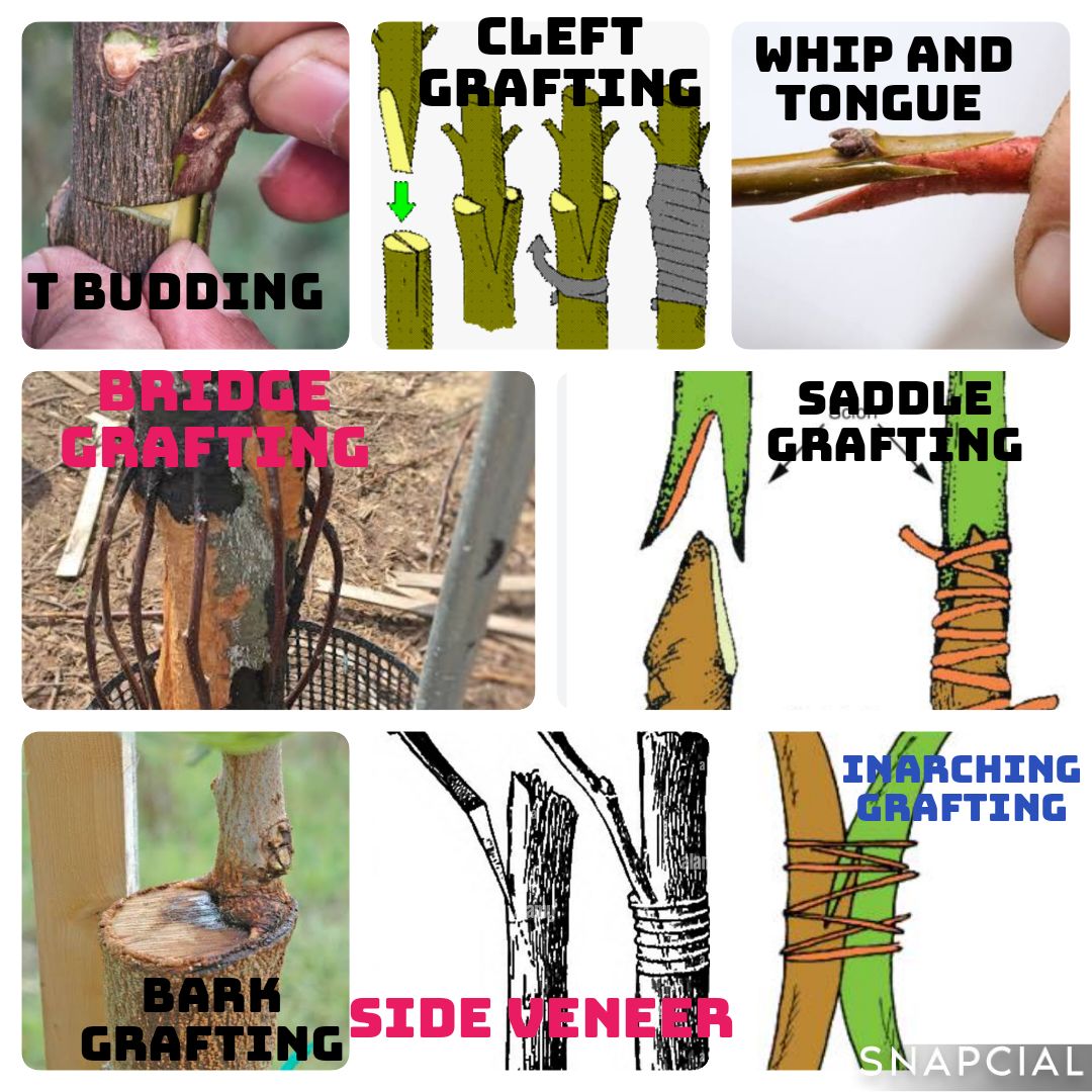 GREEN GARDENING FORUM | Facebook