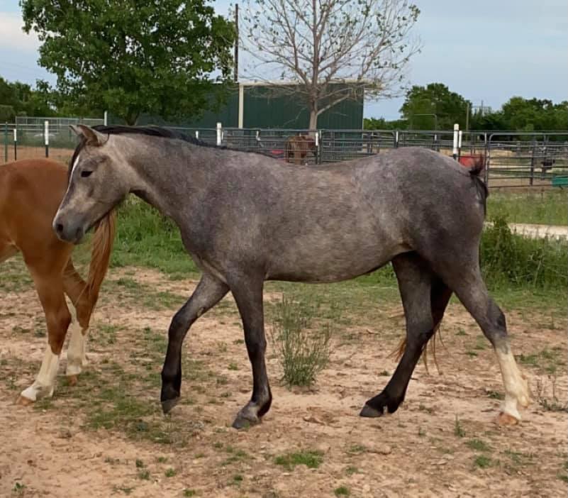 Happy to announce that Kickapoo... - Kickapoo Ponies Texas | Facebook