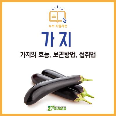 누보 농업사업부 - 보랏빛 일등 열매 채소 가지! 가지에 대해 잘 아시나요?😁 