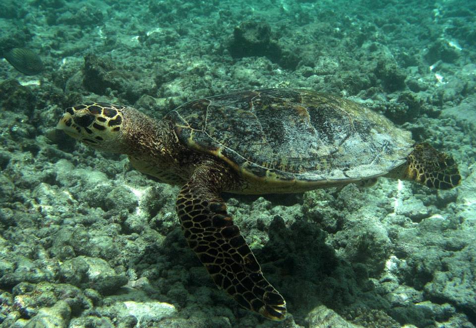 Bluetribe - WORLD TURTLE DAY... Sea turtles, along with other turtles ...