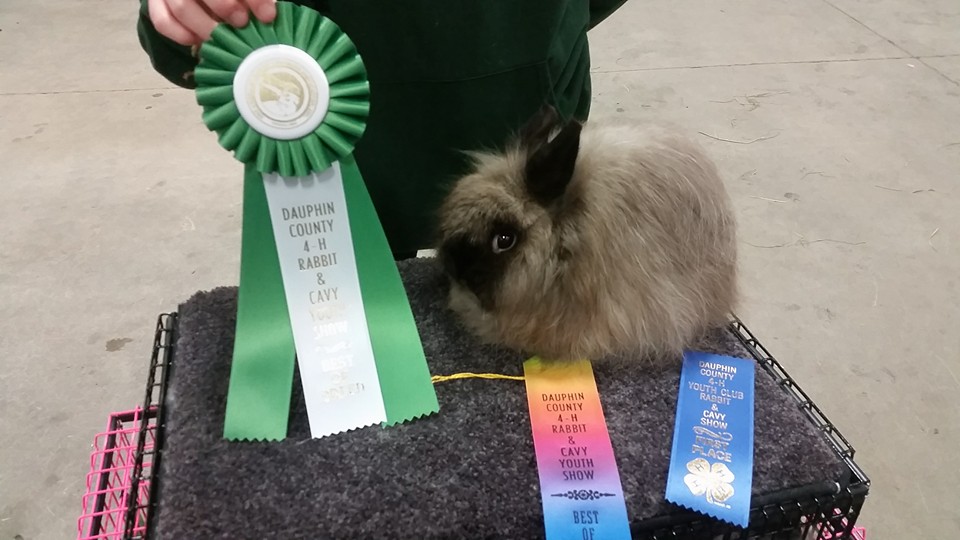 Willow Wisp Rabbitry | Blairstown NJ