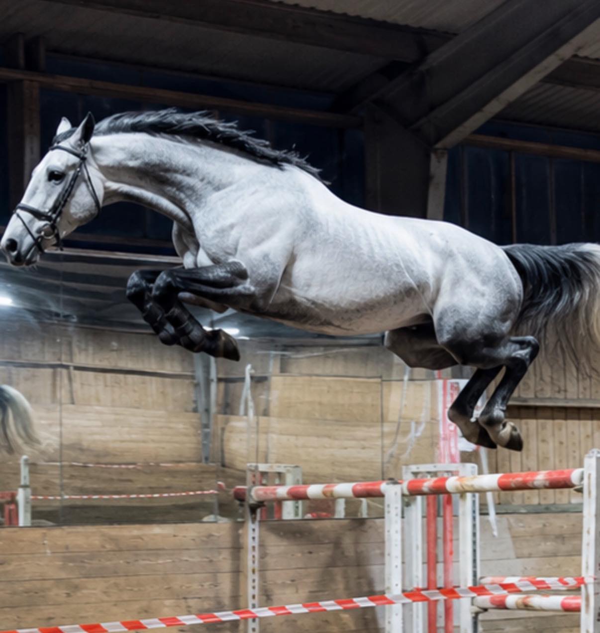 Exceptional grand prix showjumper horse for sale in Norway
