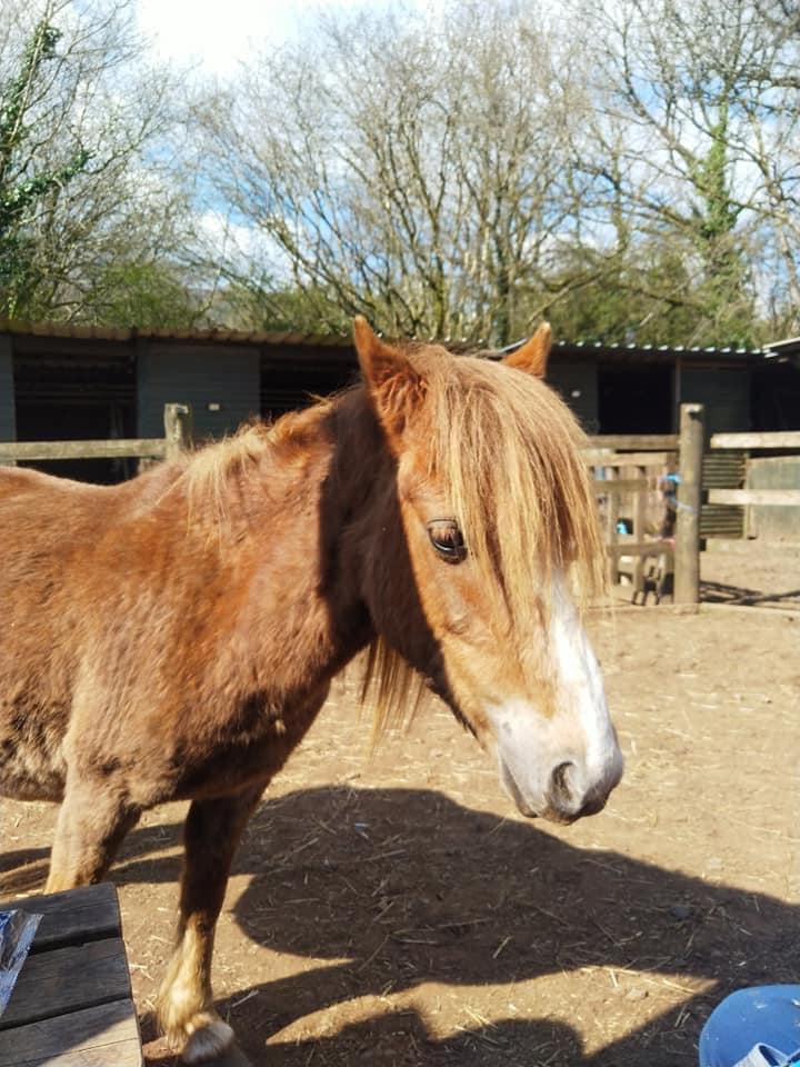 Welsh Pony Rescue Rehoming Charitable Trust - Ponies for Rehoming ...