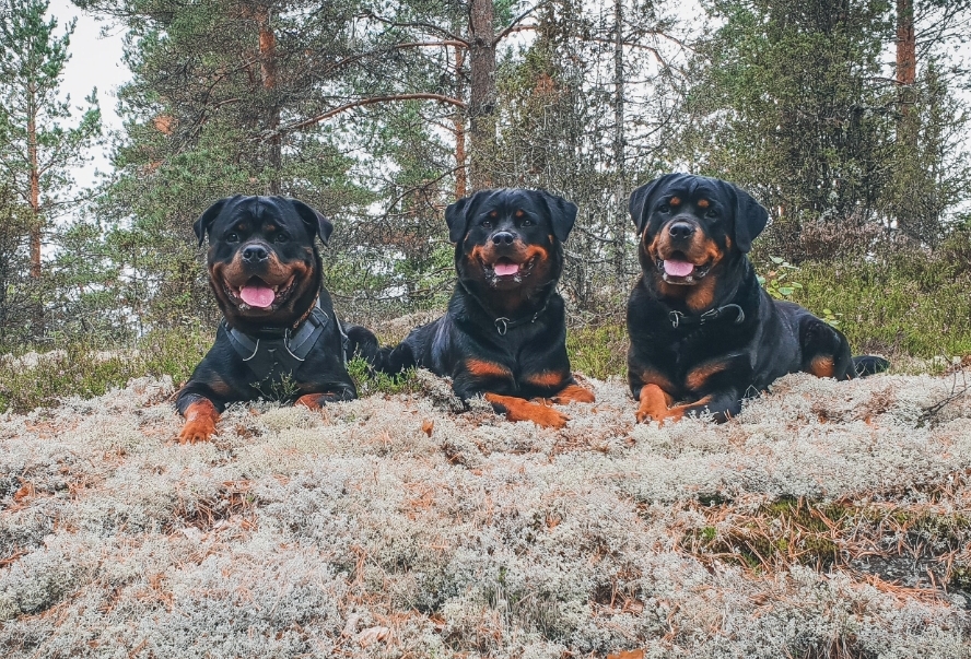 Rottweilereiden toko -rotumestaruuskilpailut 2023 - Uudenmaan ...