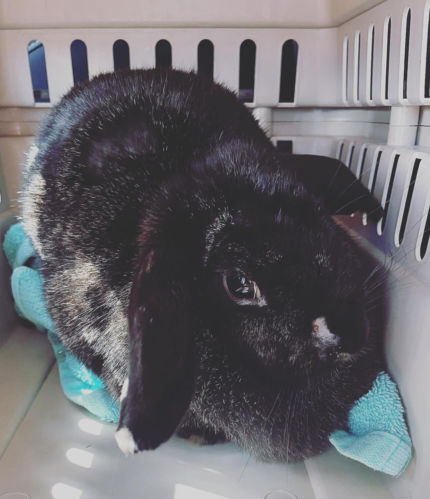 Hops + Co. Small Animal Rescue