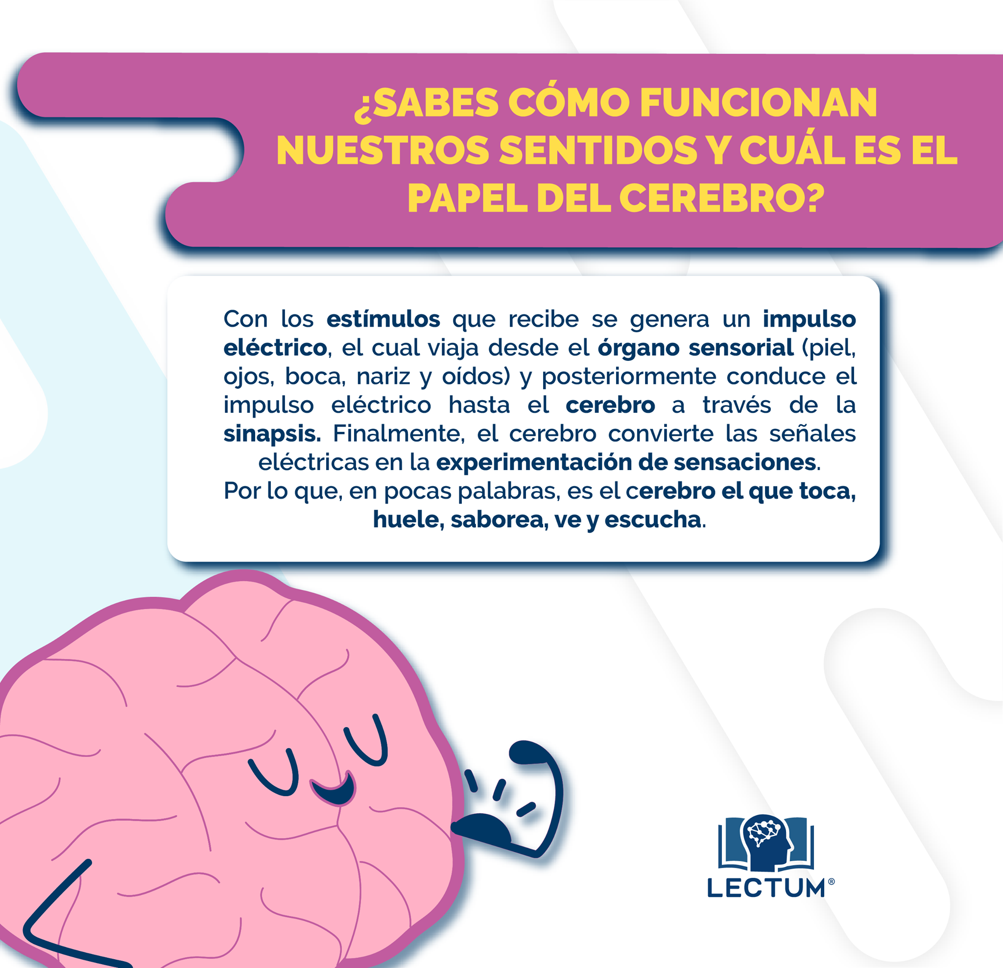 ¡Dato curioso del cerebro! 🧠... - Lectum El placer de leer