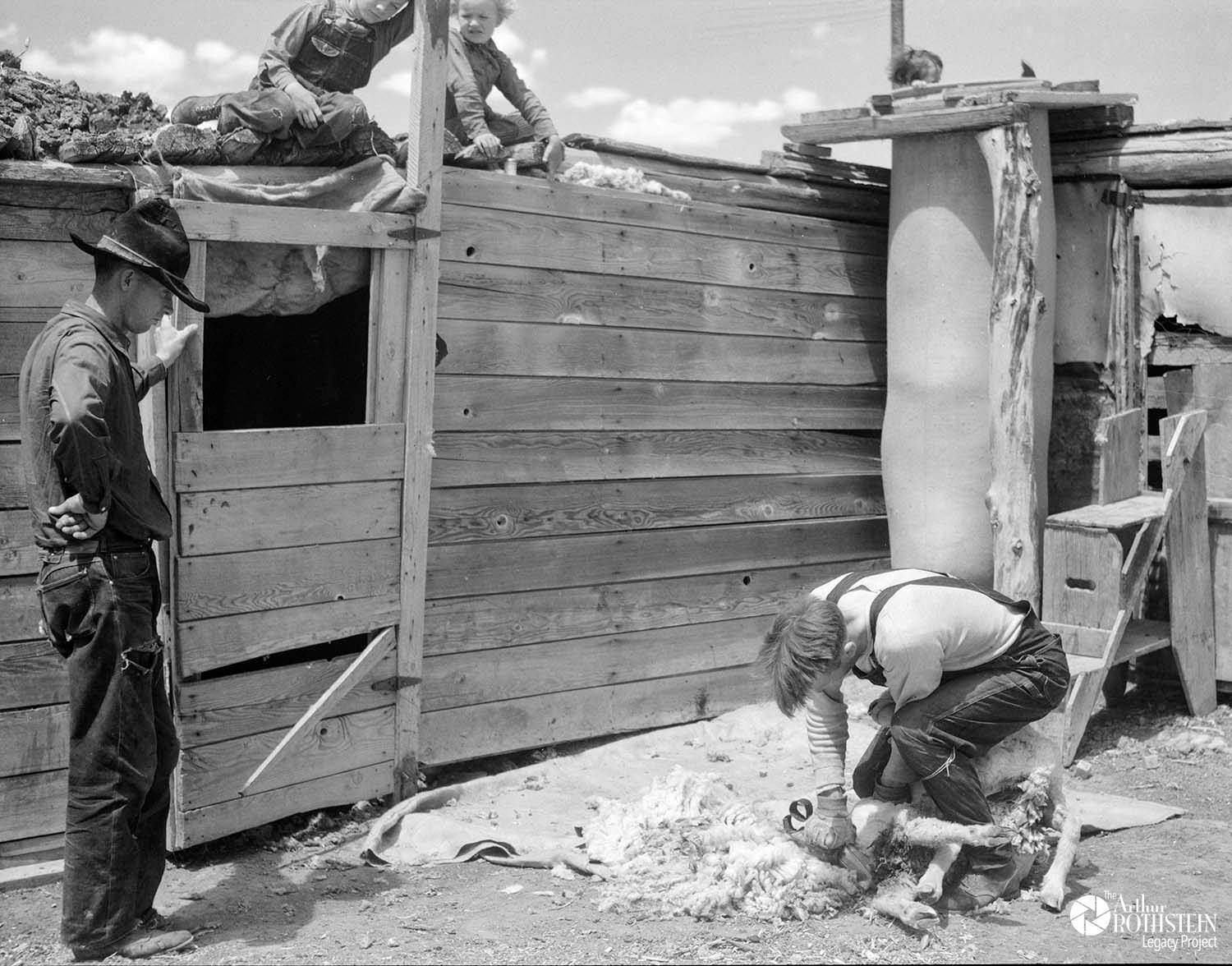 The Arthur Rothstein Legacy Project - Shearing sheep before ...