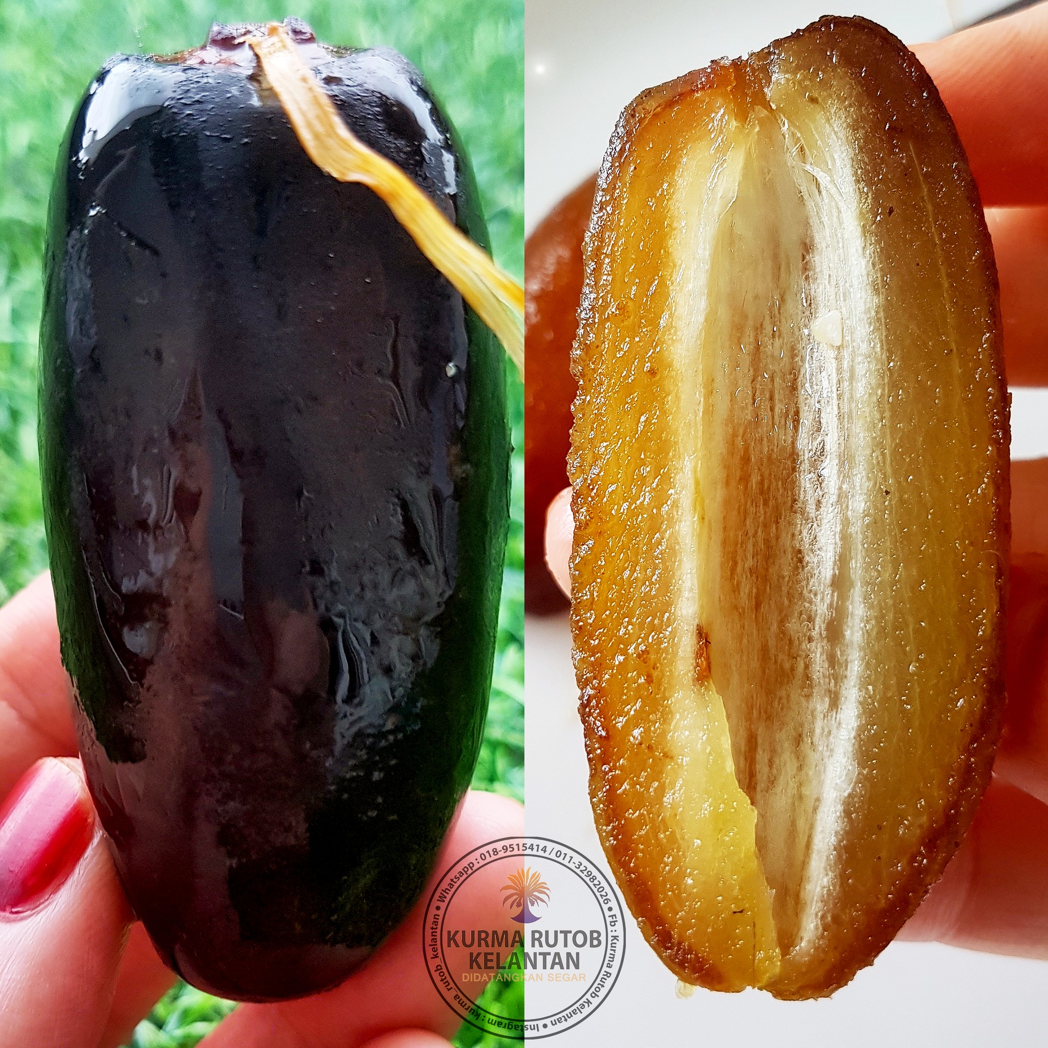 Saiz dan isi kurma segar dari Mesir... - Kurma Rutob Kelantan