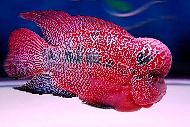 acquario che passione | Facebook