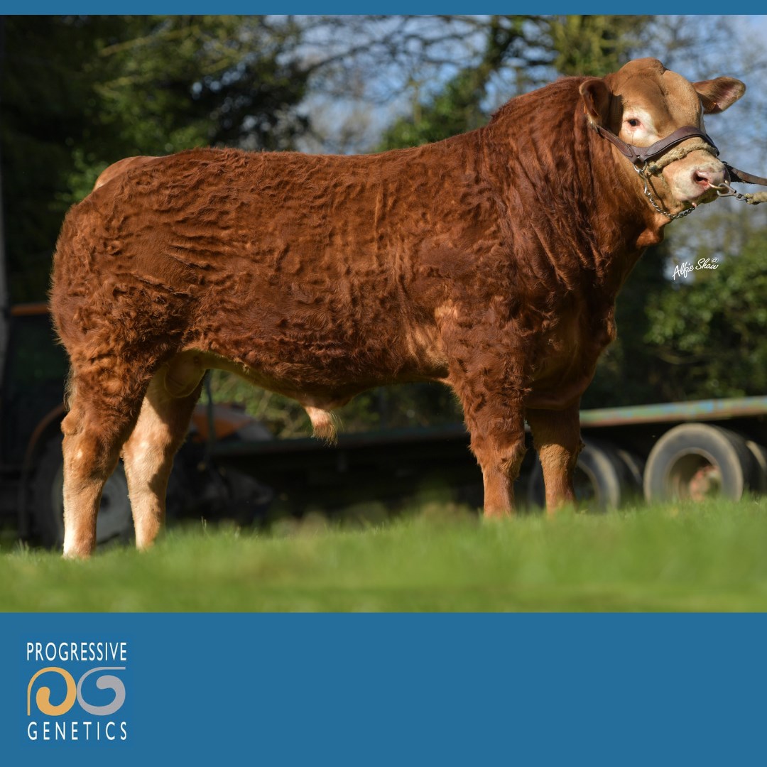 O Mallet PP LM6280, a very long,... - Progressive Genetics | Facebook