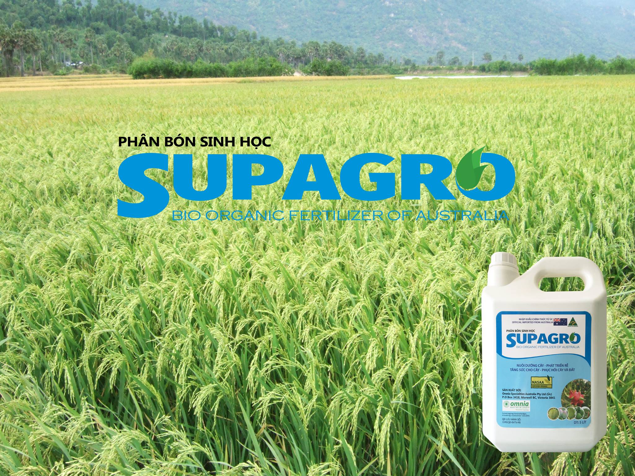 PHÂN SINH HỌC SUPAGRO CHO CÂY LÚA CHUYÊN DÙNG: RA RỄ MẠNH – ĐẺ NHÁNH ...