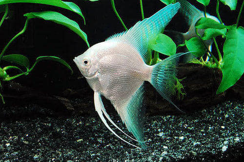 Al BADR Ornamental Fish Tr