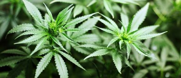 Legalise It Australia