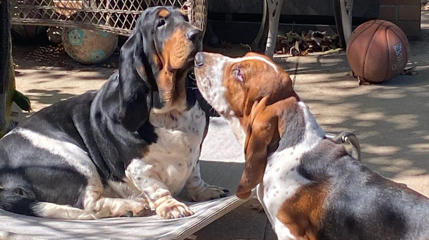 Happy Hound Bassets of... - Happy Hound Bassets of Whitney