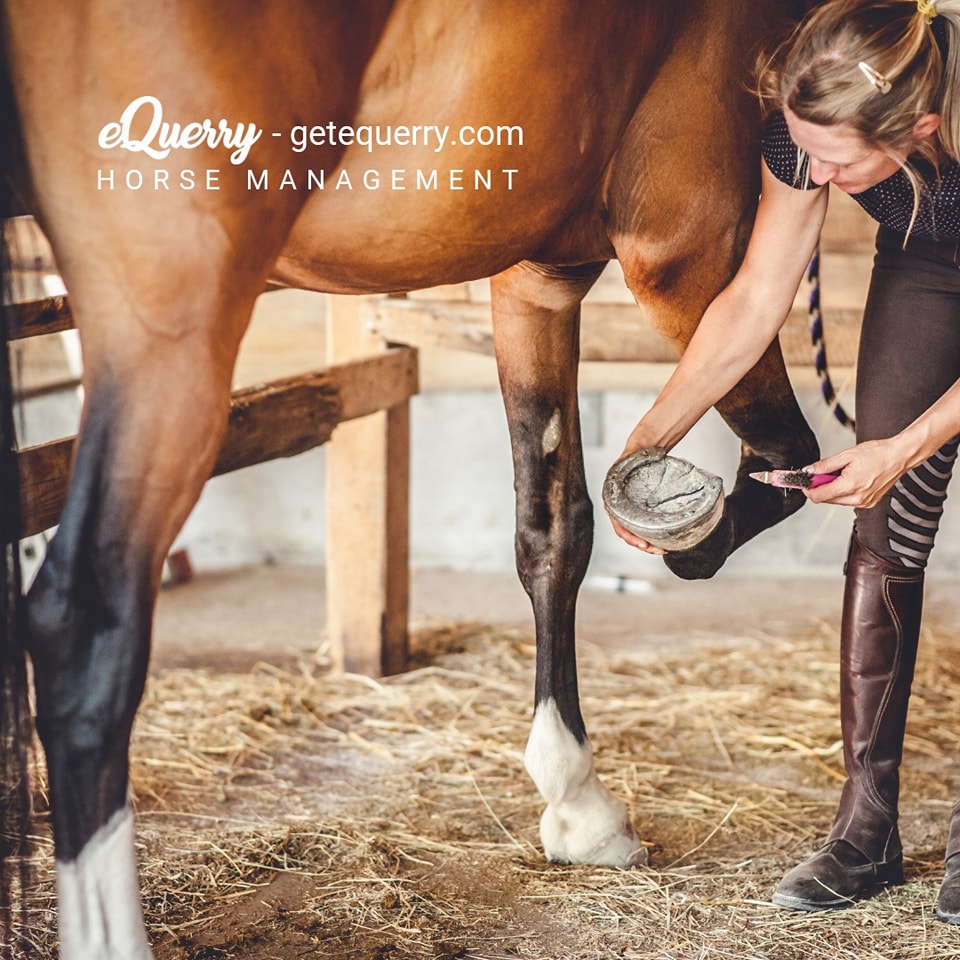 Equerry