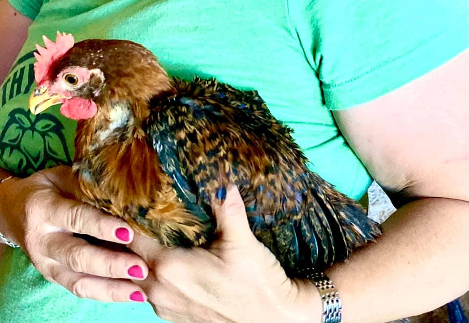 Our Queen Silva chickens. We... - Flying Flower Ranch, LLC | Facebook
