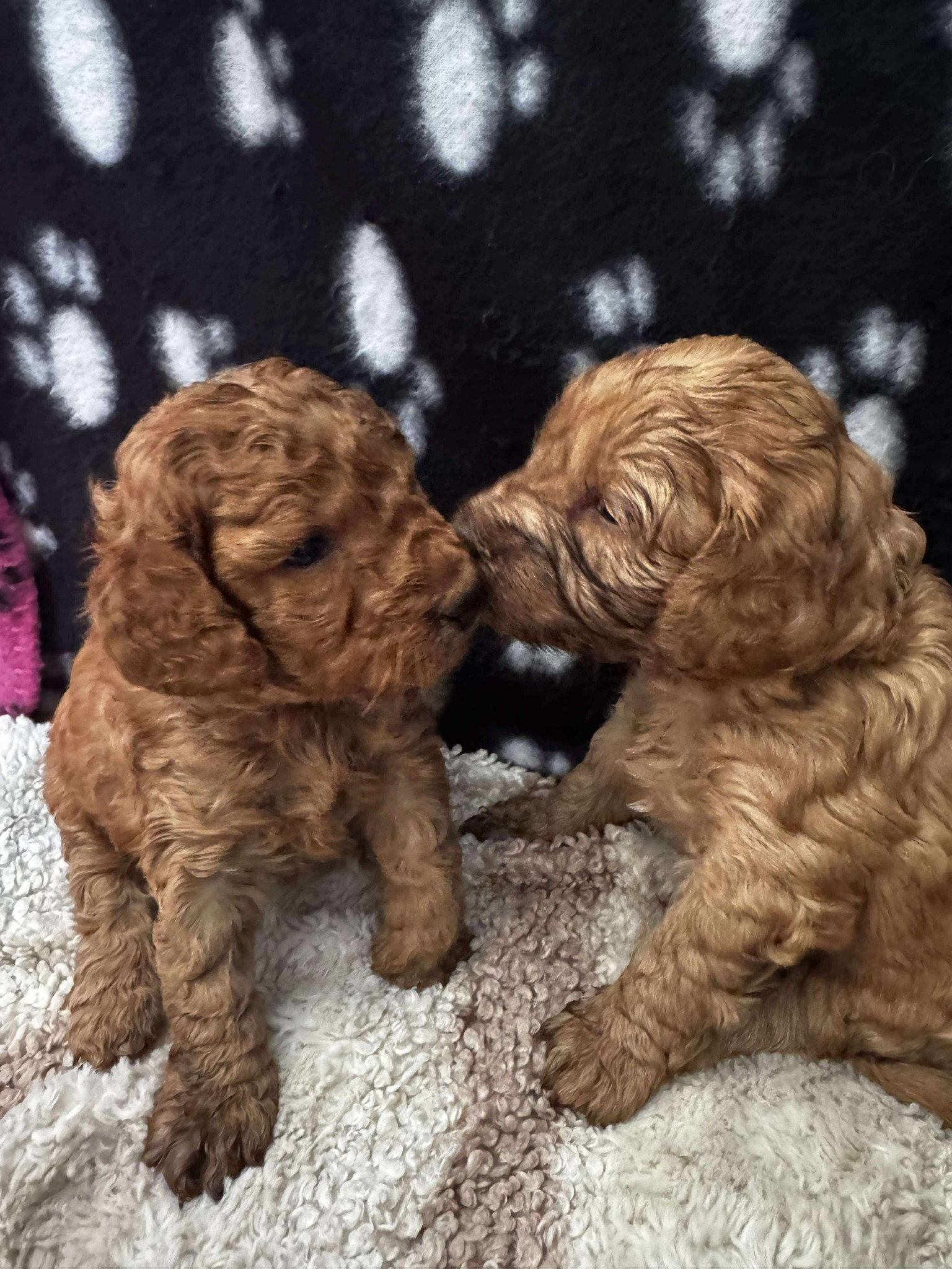 COCKAPOO ️DOGS 🦮AND PUPPIES 🐾FOR ADOPTION 🐾IN UK 🇬🇧 | Facebook
