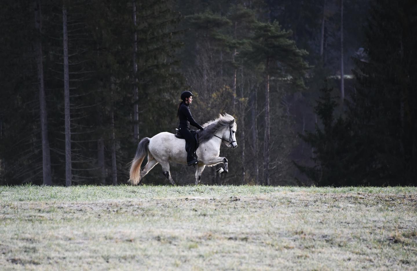 The next horse we... - Auas Sparsas :: equestrian sport | Facebook