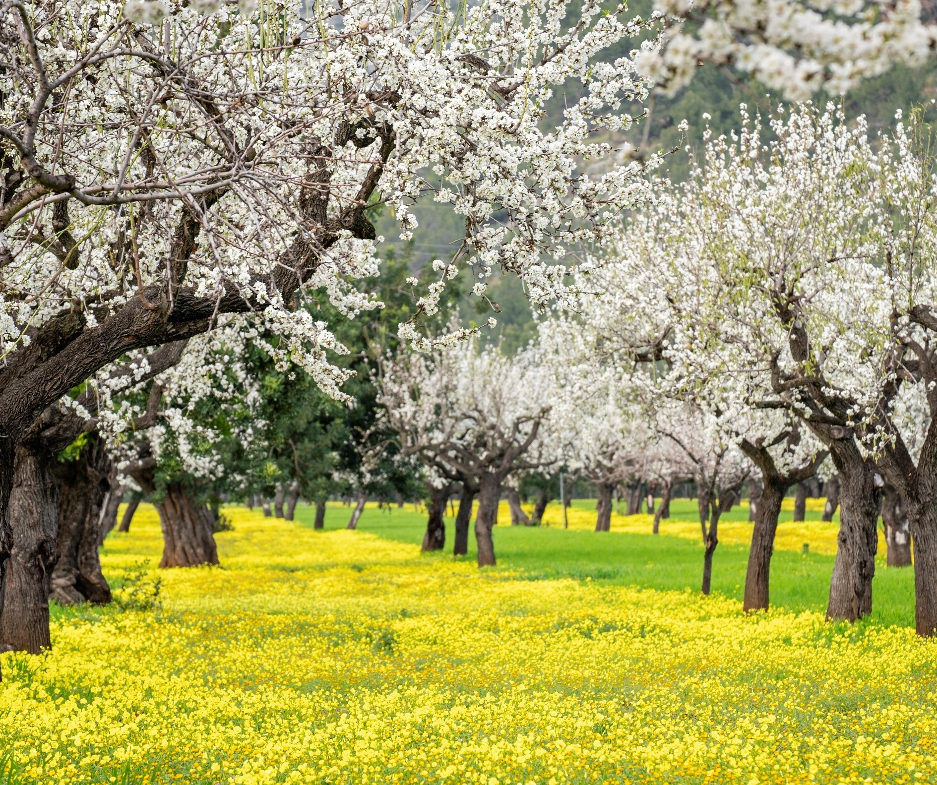 Spain Info この時期スペインの地中海地方を中心に咲き乱れるアーモンドの花 桜の花に良く似ていますね 今年の開花は例年に比べて早かったようです その他にもスペイン各地ではこんな花も見られます Buff Ly 2hkuofa C Agencia De Estrategia