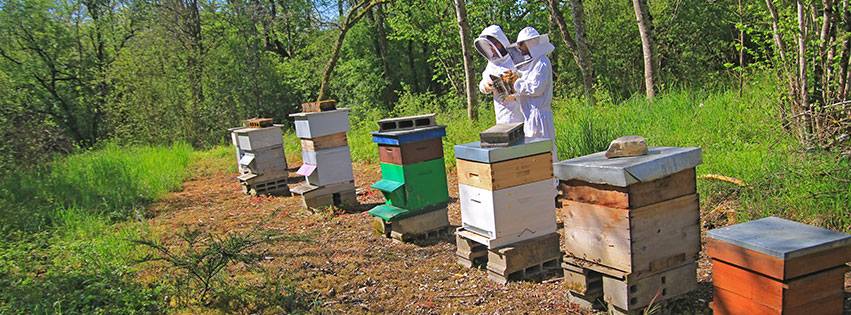 Abee - Apiculture | Mailly-la-Ville