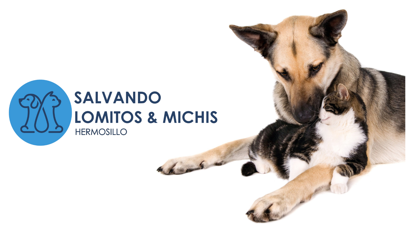 Salvando Michis y Lomitos Hermosillo | Hermosillo