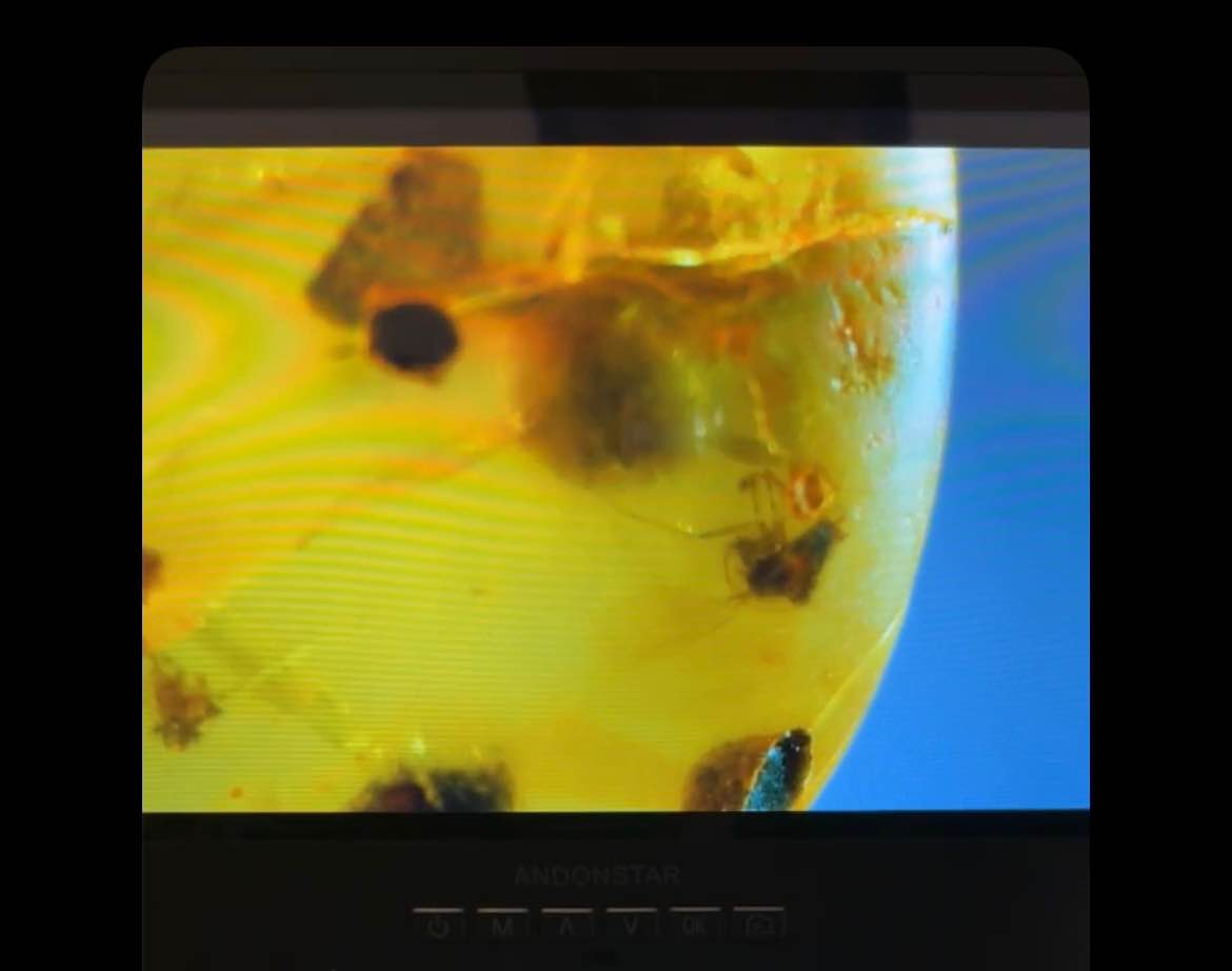 Genuine Burmese Amber (UV reactive-see photos) with 5 insects - Rocks ...