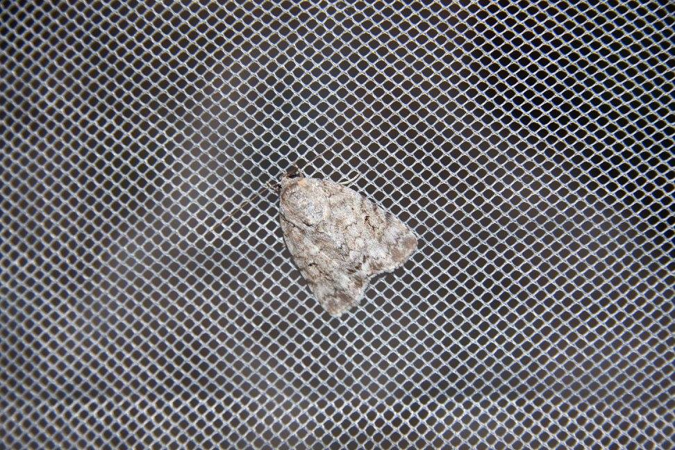 Dry insects for sale - beetles, butterflies and all others