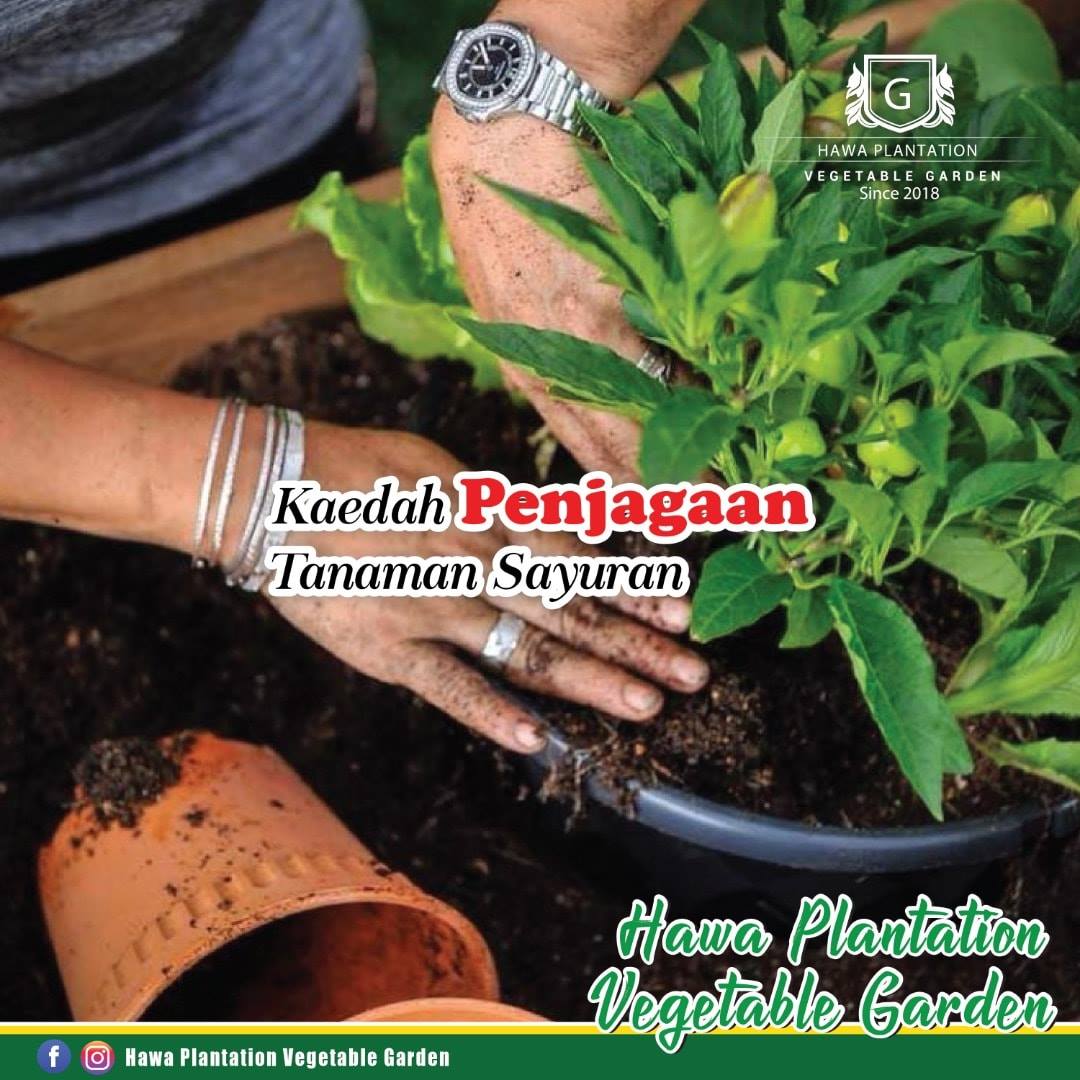 Kaedah Penjagaan... - Hawa Plantation Vegetable Garden