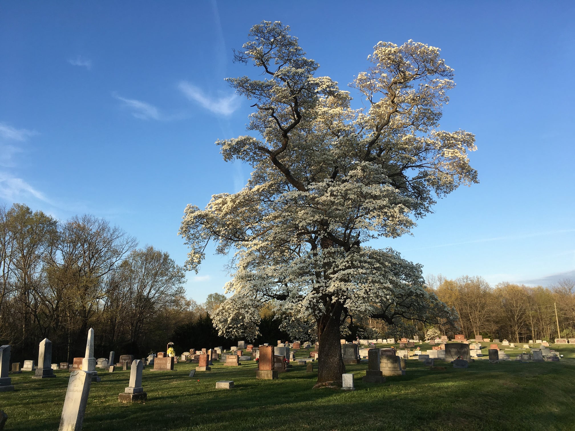 Tallest and oldest dogwood tree in Union Church Cemetery