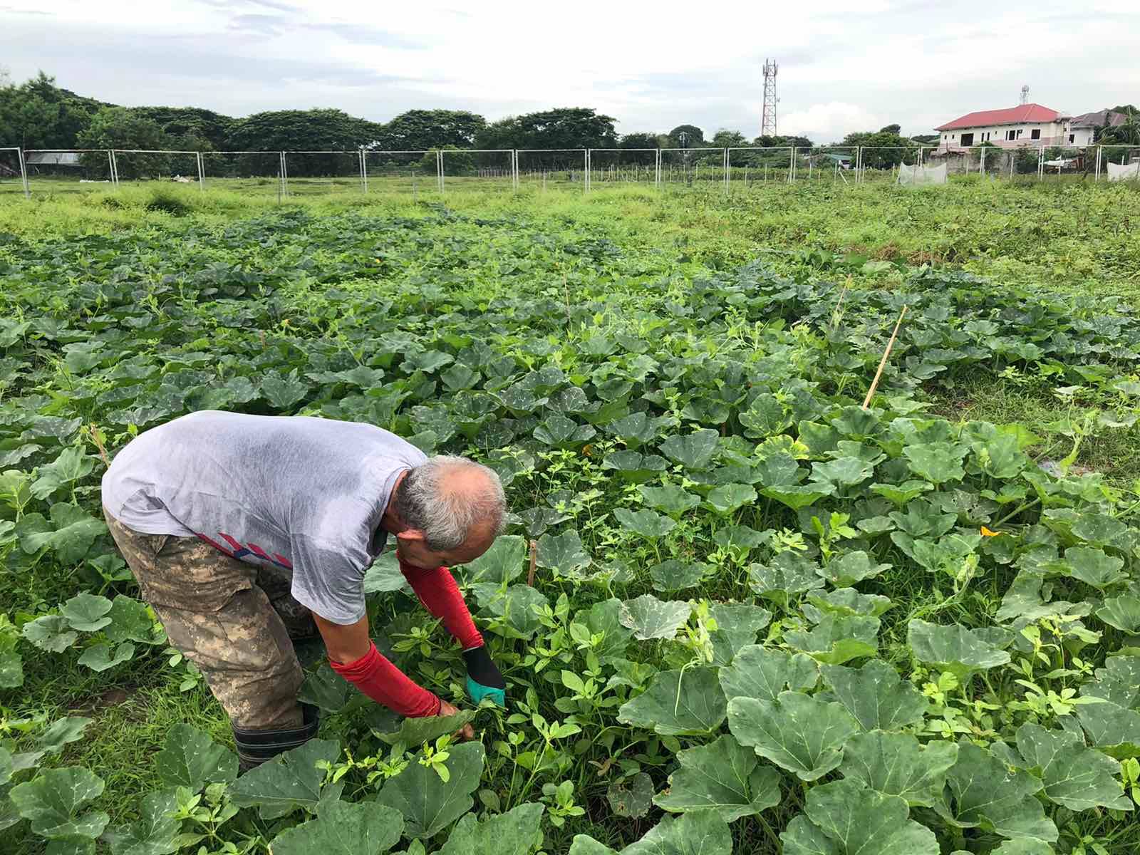 SCI Organic Farms - /// 