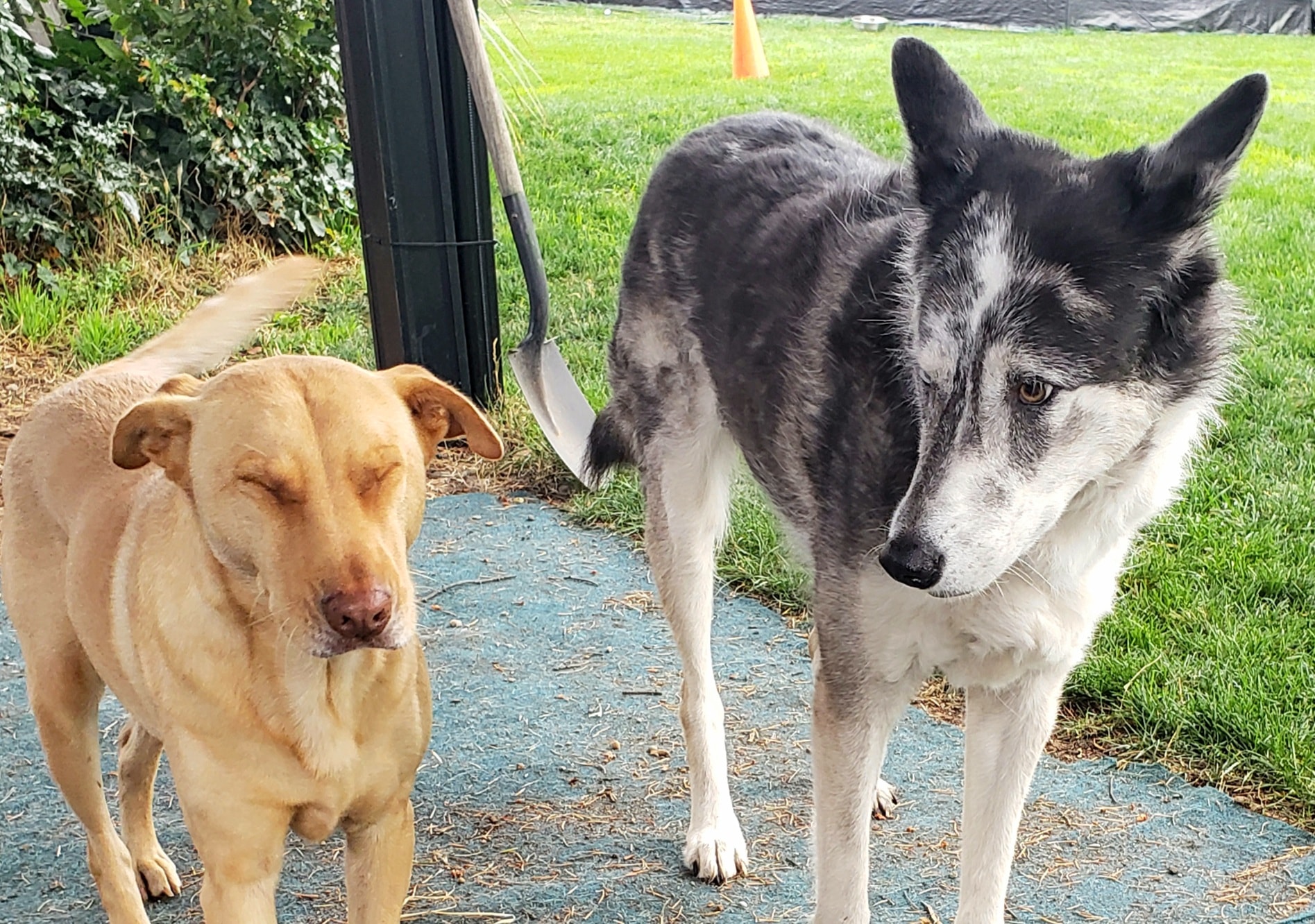 Dusty Dogs Victoria added a new photo. - Dusty Dogs Victoria