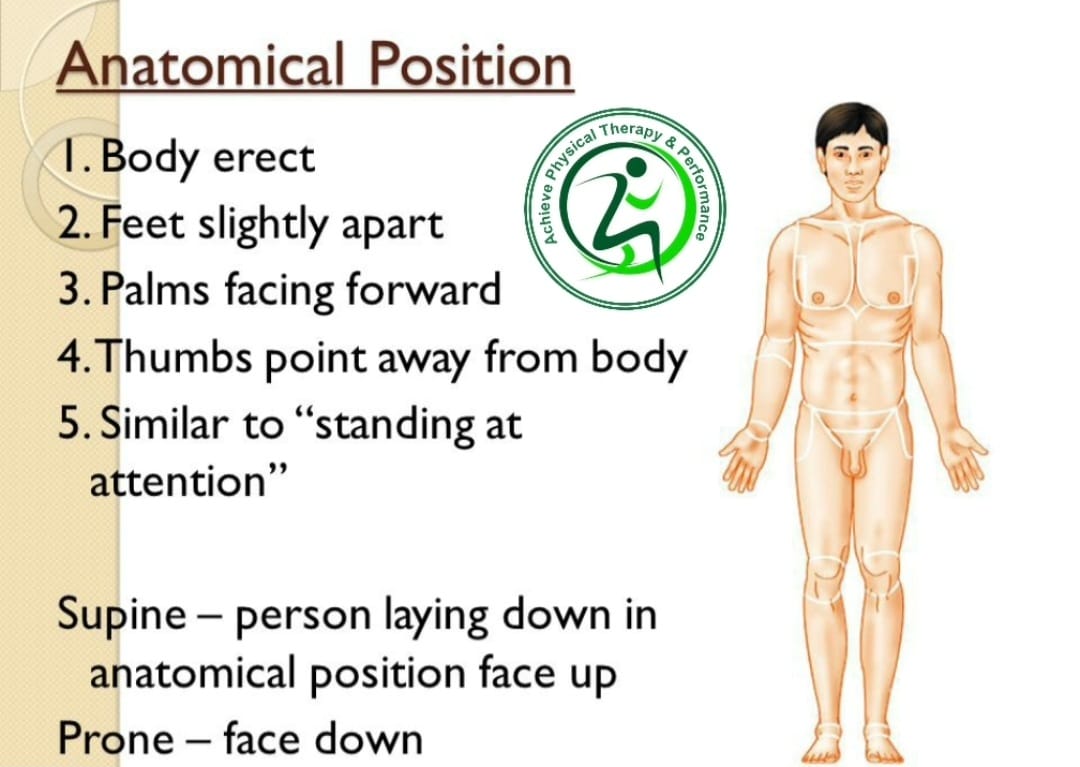 Achieve - 💢 Anatomical position, or standard anatomical position ...