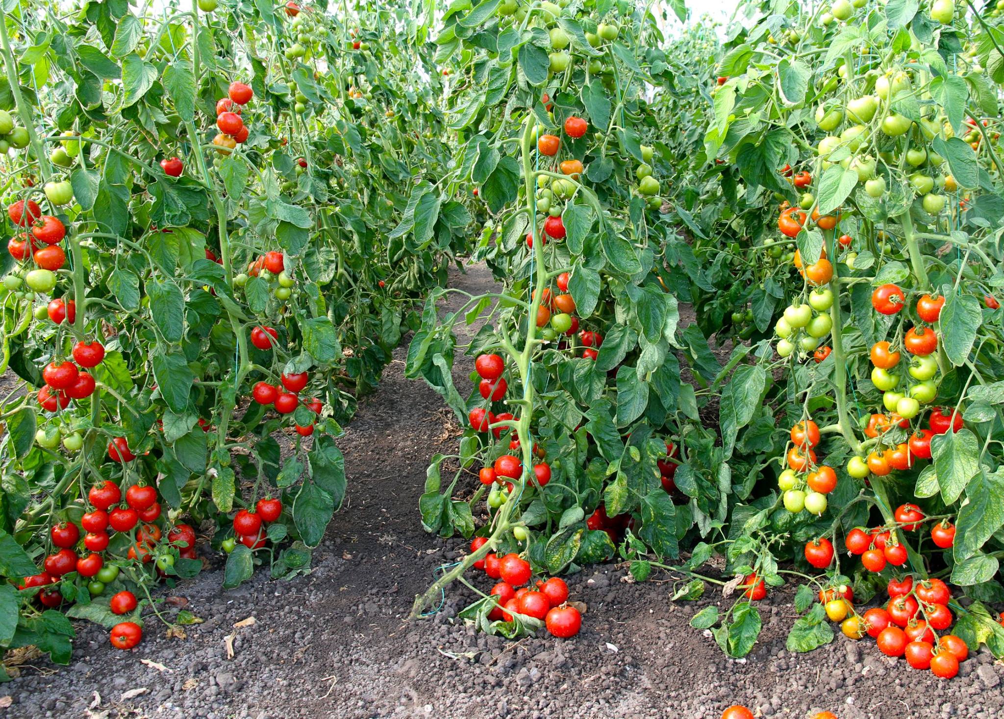 l-orto-veganic-agricoltura-vegan-e-organica-macerato-di-foglie-di