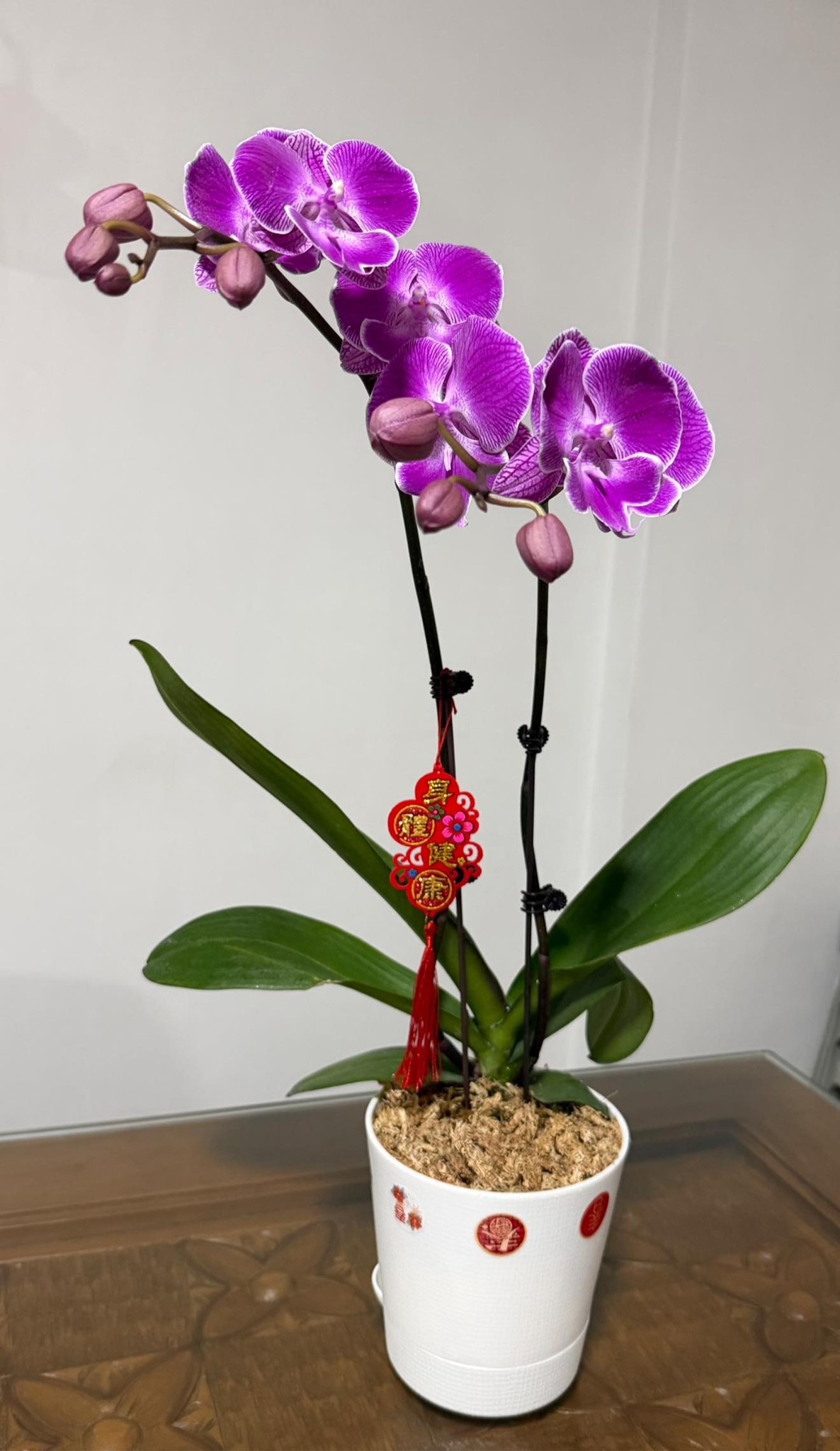 蘭花 Buy an orchid to get ready for the new year 😘😘😘 买株兰花好过年
