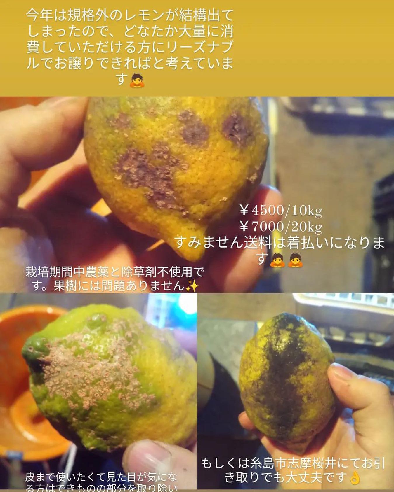たくさんレモンが必要な方いらっしゃいませんか？ 傷等があるため規格 