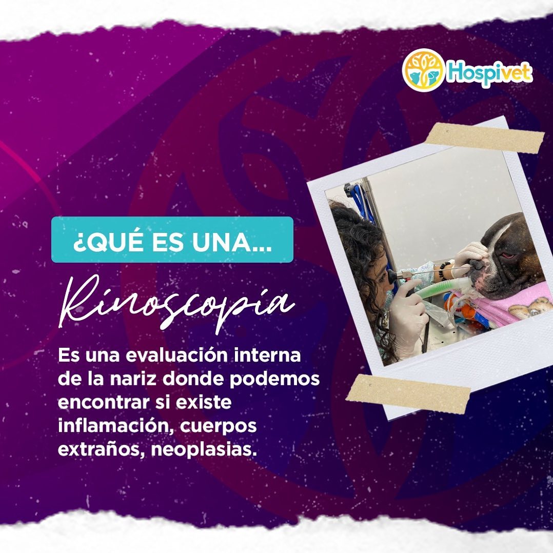 Hospivet - El equipo de Hospivet en acción realizando una...