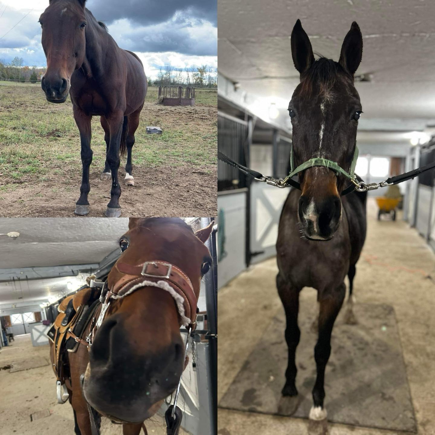 The Crystal Ladder Ranch | Newmarket ON